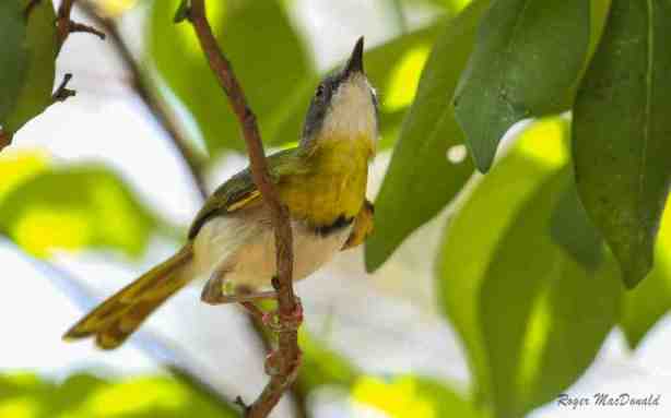 Yellow-Breasted Apalis